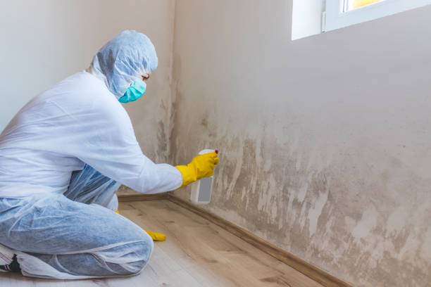 Licensed Mold Testing service in Bethel, NC - WQB Mold Removal